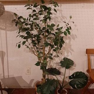 観葉植物 フェイクグリーン Nakamura10 池袋の家具の中古あげます 譲ります ジモティーで不用品の処分