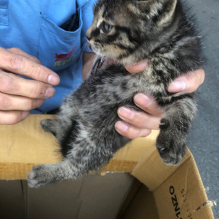 野良の子猫 里親探してます。