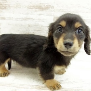 徳島県の犬の里親募集 ジモティー 徳島県の犬の里親募集 ジモティー