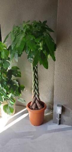 観葉植物★パキラとモンステラのセット