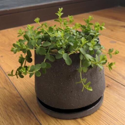 ペペロミア イザベラ デピーナ なるさわ 成増のその他の中古あげます 譲ります ジモティーで不用品の処分