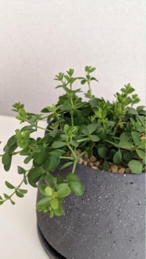 ペペロミア イザベラ デピーナ なるさわ 成増のその他の中古あげます 譲ります ジモティーで不用品の処分