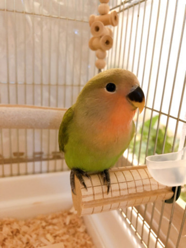 一旦停止】生後2ヶ月のコザクラインコ (ちょこまりん) 青井のその他の 