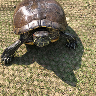 ミドリガメ 旭川近郊の方で