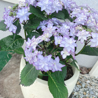 紫陽花の苗