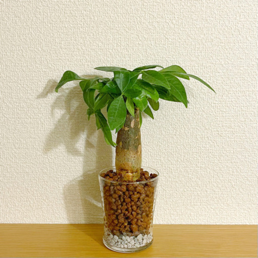 観葉植物ハイドロカルチャーシリーズ 24cm Shun植物と暮らす 新宿の家庭用品 ガーデニング の中古あげます 譲ります ジモティーで不用品の処分