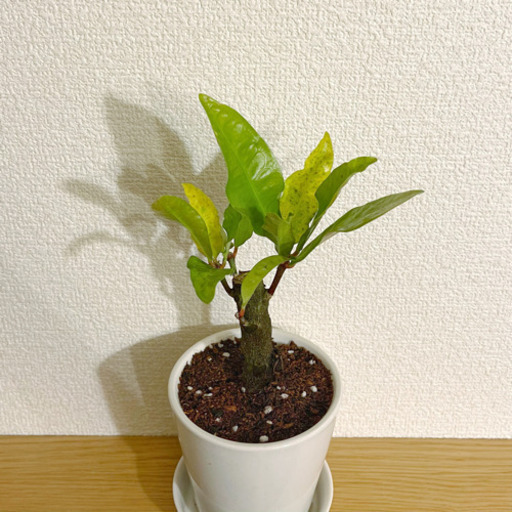 観葉植物クロトン26cm Shun植物と暮らす 新宿の家庭用品 ガーデニング の中古あげます 譲ります ジモティーで不用品の処分