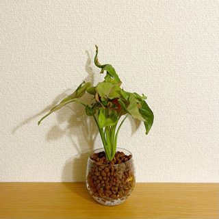 観葉植物　ハイドロカルチャーシリーズ③　21cm