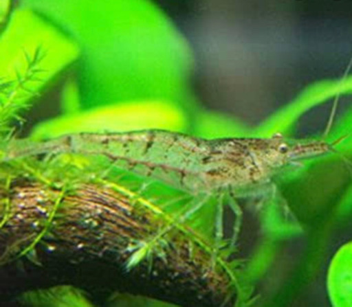 ミナミヌマエビ生体10匹から Supra6 丸亀のその他の中古あげます 譲ります ジモティーで不用品の処分