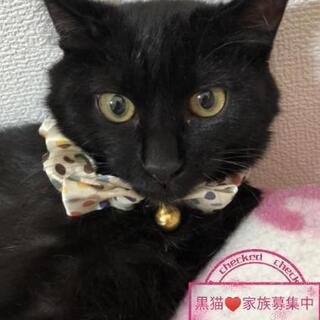 生後6ヶ月去勢手術済😺黒♂里親様決定しました。