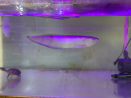 ブラックアロワナ　熱帯魚　飼育