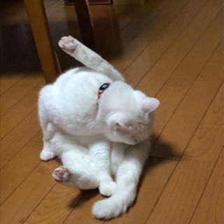 里親募集　白猫 − 兵庫県