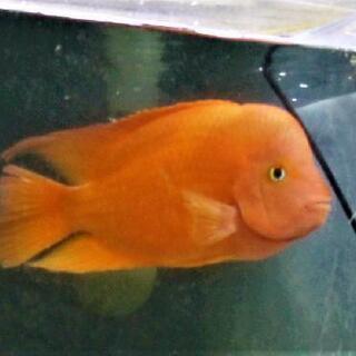 激レア] フラワーホーン レッドマンキー 30cm±