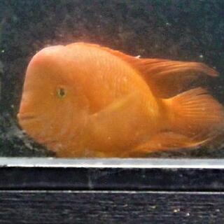 [激レア]　フラワーホーン　レッドマンキー 　３０ｃｍ± 激レア] フラワーホーン レッドマンキー 30cm±