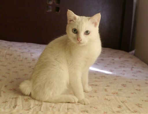 しっぽの短い白猫6か月男の子 ねこらいく 名古屋の猫の里親募集 ジモティー