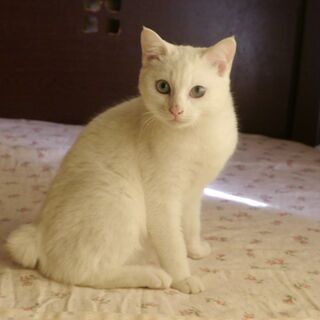 しっぽの短い白猫6か月男の子