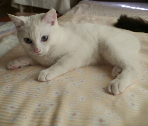 しっぽの短い白猫6か月男の子 ねこらいく 名古屋の猫の里親募集 ジモティー しっぽの短い白猫6か月男の子 ねこらいく 名古屋の猫の里親募集 ジモティー