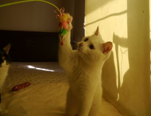 しっぽの短い白猫6か月男の子 ねこらいく 名古屋の猫の里親募集 ジモティー