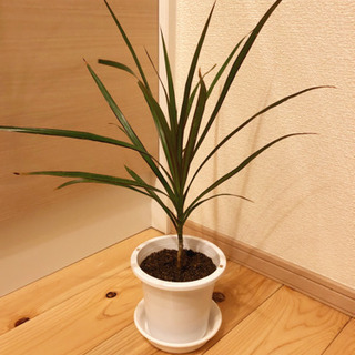 観葉植物　ドナセナ・コンシンネ　全長40cm　3.5号鉢付き