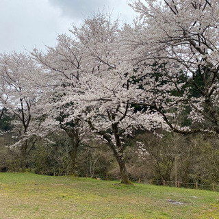 4月に花見キャンΔしませんか❓ 🌸🏕