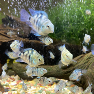 その他 「熱帯魚」売ります！ブルータイガーパロット