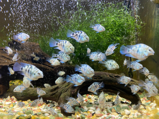 「熱帯魚」売ります！ブルータイガーパロット