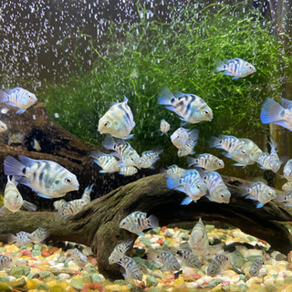 その他 「熱帯魚」売ります！ブルータイガーパロット