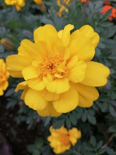 播き時 徳用 花の種マリーゴールド1000粒以上 すもも 秦野のその他の中古あげます 譲ります ジモティーで不用品の処分