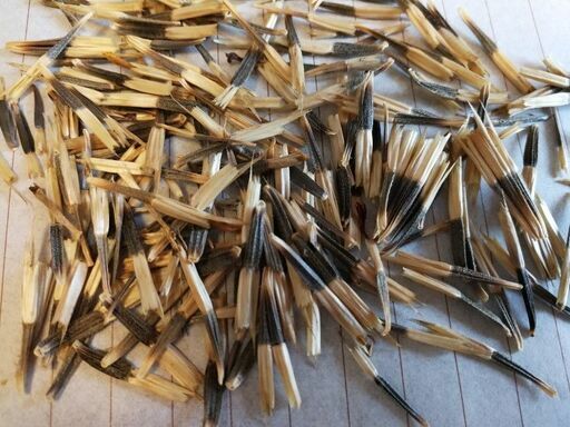 播き時 徳用 花の種マリーゴールド1000粒以上 すもも 秦野のその他の中古あげます 譲ります ジモティーで不用品の処分