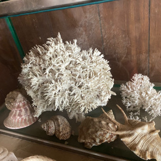 珊瑚 貝殻 インテリア