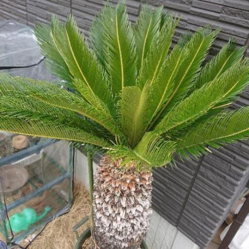 ソテツ