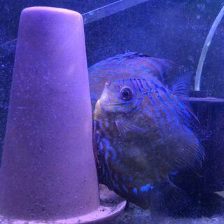 ディスカス☆原種ワイルドクロス☆ペア【産卵実績あり】