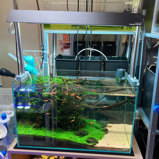 ☆杜のメダカ60㎝水槽 水草レイアウト完成品 ネイチャーアクアリウム ADA