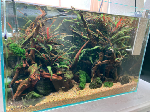 ☆杜のメダカ☆★45センチ水槽 水草レイアウト完成品 ネイチャーアクアリウム オールADA製品使用 引き取りor仙台市内配送