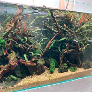 高品質 ☆杜のメダカ45センチ水槽 水草レイアウト完成品 ネイチャー 