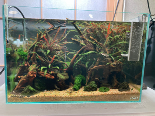 ☆杜のメダカ☆★45センチ水槽 水草レイアウト完成品 ネイチャーアクアリウム オールADA製品使用 引き取りor仙台市内配送