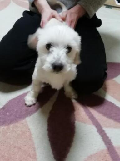 人ナツコイ 可愛いマロンちゃんです マルチーズとダックスフンドのmix犬です 富士山 西明石のその他の里親募集 ジモティー