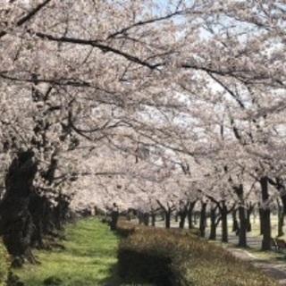 🌈🌈✨郡山で遊び隊🌈🌈✨4月4日桜を見る会🌸