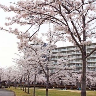 🌈🌈✨郡山で遊び隊🌈🌈✨4月4日桜を見る会🌸 - 郡山市