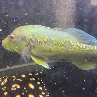 【超ポイント祭?期間限定】 キクラ オリノコエンシス 熱帯魚 アクリル 水槽 シクリット その他
