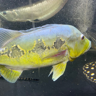 キクラ　オリノコエンシス　熱帯魚　アクリル　水槽　シクリット　アロワナ　シルバー　ポルカ  クロコ