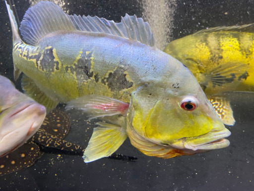 キクラ　オリノコエンシス　熱帯魚　アクリル　水槽　シクリット　アロワナ　シルバー　ポルカ  クロコ