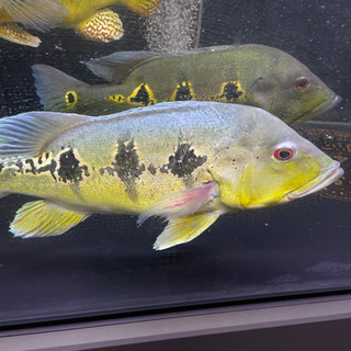 キクラ オリノコエンシス 熱帯魚 アクリル 水槽 シクリット