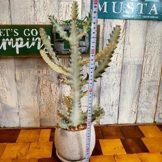 【観葉植物】　ホワイトゴースト　受皿付