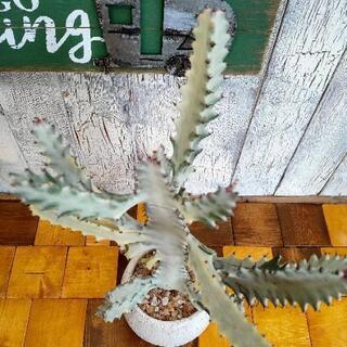 【観葉植物】　ホワイトゴースト　受皿付