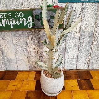 【観葉植物】　ホワイトゴースト　受皿付