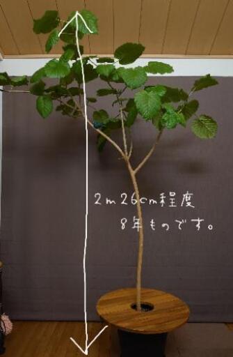 観葉植物　大型（ウンベラータ）