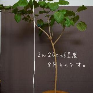 【ネット決済】観葉植物　大型（ウンベラータ）