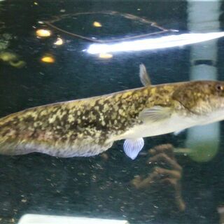 好評 イワトコナマズ 30cm± その他