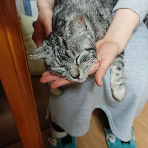 すりすりあまえんぼ アメショーみたいなまこちゃん ハッピーニャンズ 東大和市の猫の里親募集 ジモティー